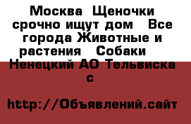 Москва! Щеночки срочно ищут дом - Все города Животные и растения » Собаки   . Ненецкий АО,Тельвиска с.